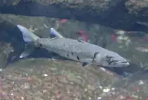 Gro�er Barrakuda (Sphyraena barracuda) am 12.3.2010 im Zooaquarium Berlin.