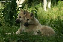 Polarwolfwelpen (geb. am 30.04.2010 im Zoo Berlin)