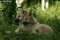 Polarwolfwelpen (geb. am 30.04.2010 im Zoo Berlin)