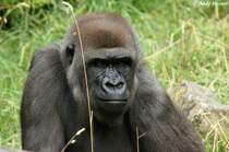 Westlicher Flachlandgorilla
