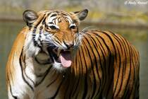 Indochinesischer Tiger oder auch als Hinterindischer Tiger bekannt.