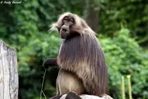 Dschelada oder Blutbrustpavian