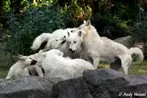 Polarw�lfe mit Junge