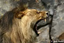 Afrikanischer L�we