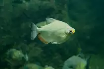 M�hlsteinsalmler(Mylossoma duriventre) am 12.3.2010 im Zooaquarium Berlin.