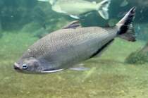 Sbelzahnsalmler (Hydrolycus armatus) am 12.3.2010 im Zooaquarium Berlin.