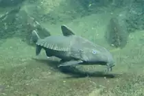 Schwarzer Dornwels (Pseudodoras niger) am 12.3.2010 im Zooaquarium Berlin.