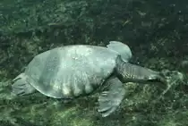 Papua-Weichschildkr�te (Carettochelys insculpta) am 12.3.2010 im Zooaquarium Berlin.