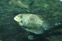 Riesengurami (Osphronemus goramy) am 12.3.2010 im Zooaquarium Berlin.