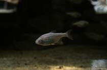 Der Blinde Hhlensalmler ist eine Mutation des Mexicosalmers (Astyanax mexicanus) und keine eigen Art. Zoo Berlin am 12.3.2010.