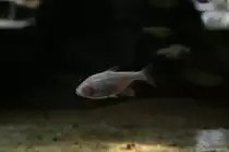 Der Blinde H�hlensalmler ist eine Mutation des Mexicosalmers (Astyanax mexicanus) und keine eigen Art. Zoo Berlin am 12.3.2010.