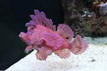 Eschmeyers Drachenkopf (Rhinopias eschmeyeri) am 12.3.2010 im Zooaquarium Berlin.