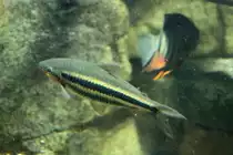 Gestreifter Leporinus (Leporinus arcus) am 12.3.2010 im Zooaquarium Berlin.