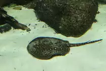 Pfauenaugen-Stechrochen (Potamotrygon motoro) am 12.3.2010 im Zooaquarium Berlin.