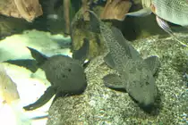 Zwei Elfenwelse (Acanthicus adonis) am 12.3.2010 im Zooaquarium Berlin.