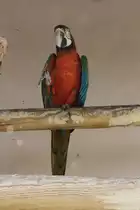 Hybrid zwischen Gelbbrustara (Ara ararauna) und Gr�nfl�gelara (Ara chloroptera) am 18.3.2010 in der Orangerie in Strasbourg.