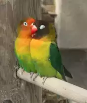 Pfirsichk�pfchen (Agapornis fischeri) und Ru�k�pfchen (Agapornis nigrigenis) sitzen verliebt auf einer Stange. Orangerie in Strasbourg am 18.3.2010.