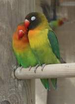 Pfirsichkpfchen (Agapornis fischeri) und Rukpfchen (Agapornis nigrigenis) sitzen verliebt auf einer Stange. Orangerie in Strasbourg am 18.3.2010.