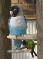 Blaue Mutation eines Schwarzk�pfchens (Agapornis personata) am 18.3.2010 in der Orangerie in Strasbourg.