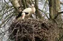 Eines von unz�hligen Wei�storch-Nestern in der Orangerie in Strasbourg.