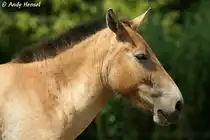 Przewalski-Pferd 