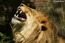 Afrikanischer L�we