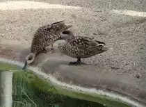 Zwei Marmelenten (Marmaronetta angustirostris) am 18.3.2010 in der Orangerie in Strasbourg.
	