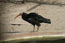 Waldrapp (Geronticus eremita) am 18.3.2010 in der Orangerie in Strasbourg.