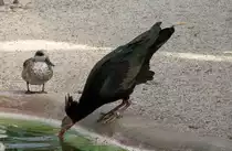 Trinkender Waldrapp (Geronticus eremita) am 18.3.2010 in der Orangerie in Strasbourg.