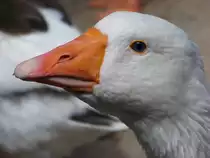 Ein G�nsekopf von nahen (31.07.10) Ich wei� leider nicht wie die G�nseart hei�t.