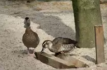 Rotschulterente (Callonetta leucophrys) am 18.3.2010 in der Orangerie in Strasbourg.