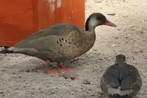 M�nnliche Amazonasente (Amazonetta brasiliensis) am 18.3.2010 in der Orangerie in Strasbourg.