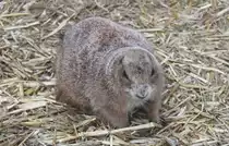 Schwarzschwanz-Pr�riehund (Cynomys ludovicianus) am 18.3.2010 in der Orangerie in Strasbourg.