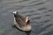 Eine Ente auf der Alster im Hamburg, am 01.08.2010
