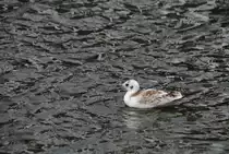 Bei diesen V�gel wei� nich nicht um welchen sich handelt. Aufnahme von 01.08.2010 im Hamburg.