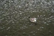 Eine M�we auf der Alster in Hamburg, am 01.08.2010.