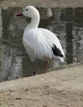 Schneegans (Anser caerulescens) am 18.3.2010 in der Orangerie in Strasbourg.
