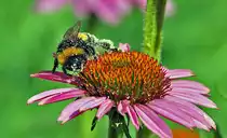 Hummel mit etwas Bl�tenstaub auf dem K�rper - 27.07.2010