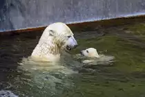 Eisb�r Wilb�r beim Spielen mit Mama Corinna, Wilhelma 06.05.2008