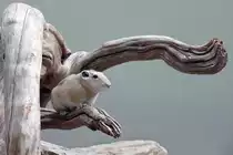 Ein Gundi genie�t die Aussicht, Wilhelma 06.05.2008