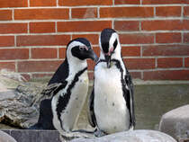 Brillenpinguin-Paar, Wilhelma 06.05.2008