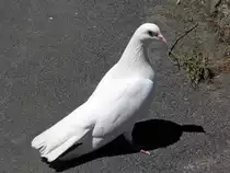 Wei�e Taube, Centenniel Gardens in Napier - New Zealand 10.12.2004