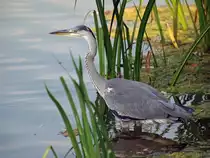 Graureiher, Stuttgart Max-Eyth-See 30.06.2010