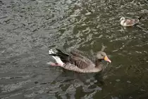 Grau oder Ble�gans im Hamburg, am 01.08.2010