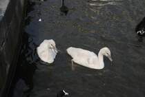 Enten im Hamburg, am 01.08.2010