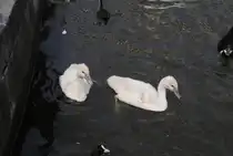 Enten im Hamburg, am 01.08.2010