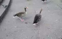 Grau oder Ble�gans im Hamburg