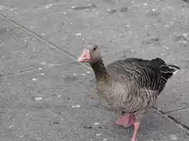 Blau oder Ble�gans im Hamburg, am 1.8.2010.