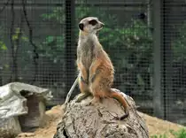 Erdm�nnchen im K�lner Zoo - 03.08.2010