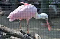 Rosal�ffler im K�lner Zoo - 03.08.2010